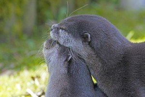clawed-otter-2146072_1920